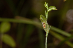 Pterostylis major