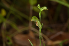 Pterostylis major