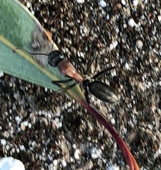 Camponotus ephippium