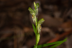 Pterostylis major