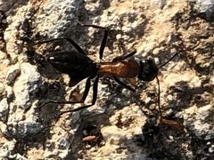 Camponotus ephippium