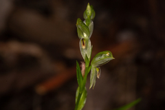 Pterostylis major