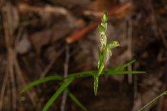 Pterostylis major
