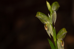 Pterostylis major