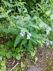 Symphytum caucasicum