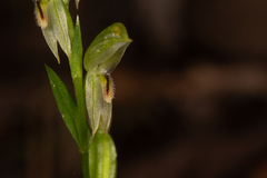 Pterostylis major