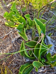 Mairia coriacea