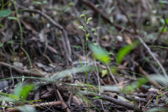 Pterostylis major