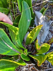 Mairia coriacea