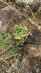 Sempervivum ruthenicum