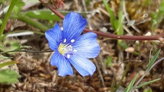 Linum leonii