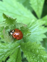 Harmonia axyridis