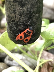 Pyrrhocoris apterus