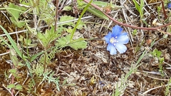 Linum leonii