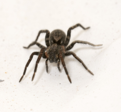 Spiders of South Australia · iNaturalist Australia