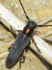 Phytoecia pustulata