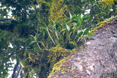 Dendrobium falcorostrum
