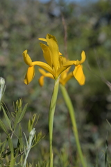Iris xiphium lusitanica