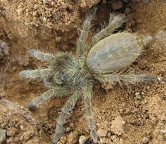 Harpactirinae