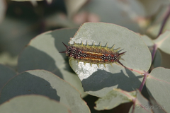 Doratifera quadriguttata