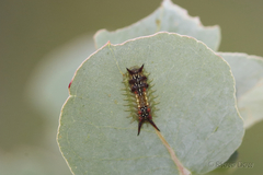 Doratifera quadriguttata