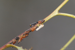 Eurymeloides bicincta