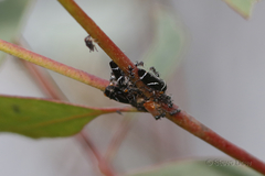 Eurymeloides bicincta