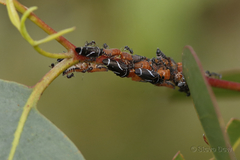 Eurymeloides bicincta
