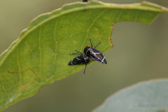 Eurymeloides bicincta