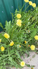 Taraxacum officinale