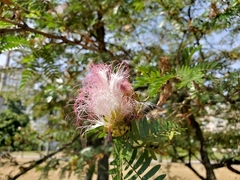 Calliandra riparia