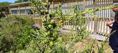 Juniperus turbinata