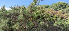 Juniperus turbinata