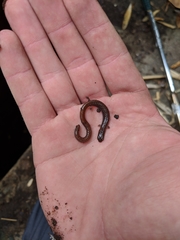 Batrachoseps major major