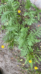 Tanacetum vulgare