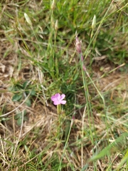 Dianthus pungens