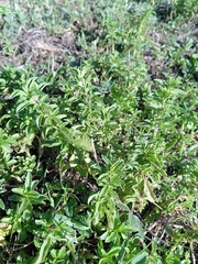 Mentha cervina