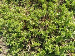 Mentha cervina