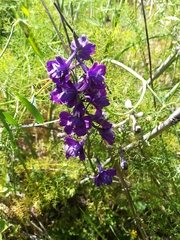 Delphinium pentagynum