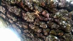 Araneae