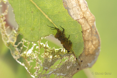 Lophyrotoma interrupta