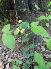 Lamium galeobdolon