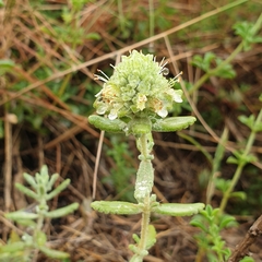Teucrium ronnigeri