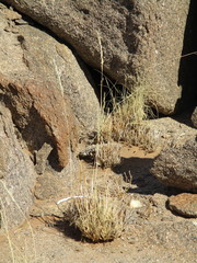 Stipagrostis ciliata