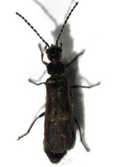 Malthodes pumilus