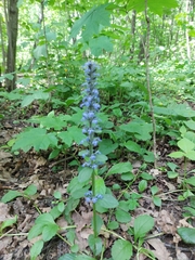 Ajuga reptans