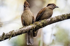 Grammatoptila striata sikkimensis