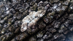 Peribatodes ilicaria