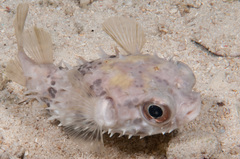 Cyclichthys orbicularis