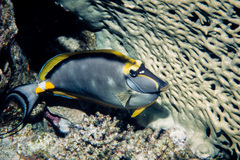 Elegant Unicornfish photo 3